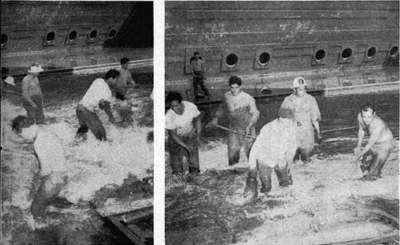 Floundering fish in dry dock