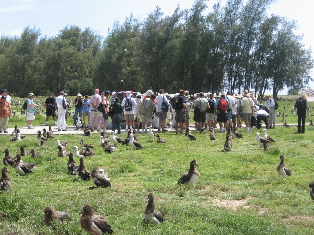 Laysan Albatross gooney birds on Midway Island