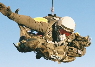 Dog skydiving at high altitude