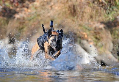 SEAL war dog in the water